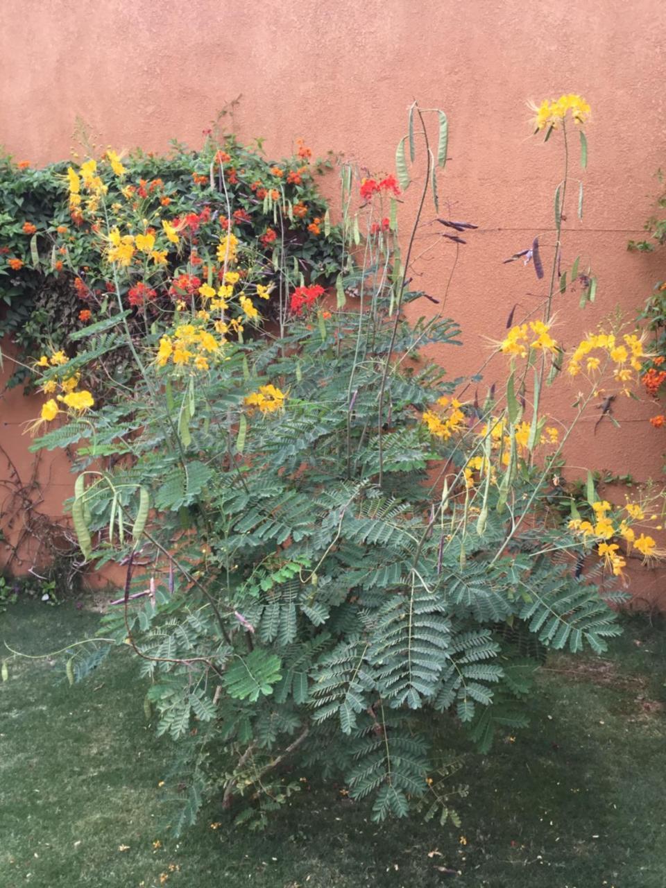 מבור Terra Lodge Senegal מראה חיצוני תמונה